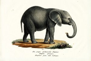 Jeune Éléphant Africain, 1824